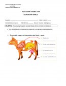 EVALUACIÓN ACUMULATIVA DE CIENCIAS NATURALES.