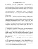 Metodología de del trabajo de campo