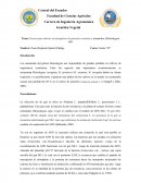 Proceso para obtener un transgénico de pimiento resistente a nematodos (Meloidogyne spp)