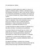 Anatomía del tronco