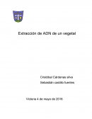 Extracción de ADN de un vegetal