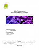 MICROORGANISMOS BACTERIAS, VIRUS Y HONGOS.