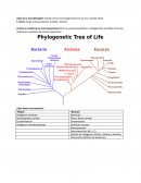 ¿Qué es la microbiología? Estudio de los microorganismos (no se ven a simple vista)