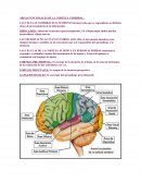 EL CEREBRO PROCESA INFORMACIÓN EN TODOS LOS DOMINIOS