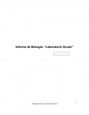 Informe de Biología: “Laboratorio Ocular”