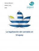 La legalización del cannabis en Uruguay
