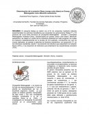Determinación de la mutación Ebony (cuerpo color ébano) en Drosophila Melanogaster como alteración autosómica.