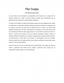 Pez Guppy Pez tropical de agua dulce