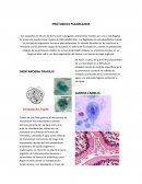 PROTOZOOS FLAGELADOS