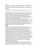 Análisis serológico y Inmunoblotting