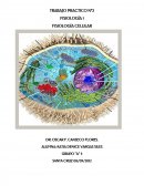 TRABAJO PRACTICO Nª2 FISIOLOGÍA 1 FISIOLOGÍA CELULAR