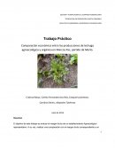 Comparación económica entre las producciones de lechuga agroecológica y orgánica en Marcos Paz, partido de Merlo.