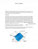 Práctica de OPTIMIZACIÓN