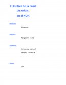 La caña de azucar cultivo.