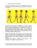 TEMA: Biomecánica de la marcha