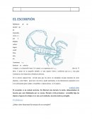 Escorpión