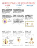 CUADRO COMPARATIVO MITOSIS Y MEIOSIS