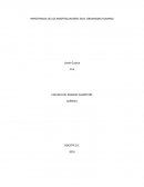 IMPORTANCIA DE LOS AMORTIGUADORES EN EL ORGANISMO HUMANO