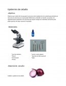 Epidermis de cebolla.