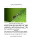 Plagas de Melia azedarach L. “paraíso”.