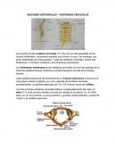 REGIONES VERTEBRALES – VERTEBRAS CERVICALES