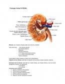 Riñones: son 2 órganos situados alado de la columna vertebral.