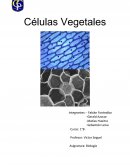 Tema- Celulas vegetales.