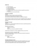 Enfermedades- Gonorrea