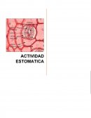 Actividad estomática