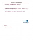 Todos los cerebros vertebrados contienen un hipotálamo.