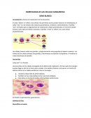 Leucopoyesis: proceso de maduración de los leucocitos