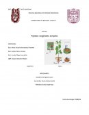 LABORATORIO DE BIOLOGIA VEGETAL