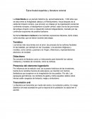 Épica feudal española y literatura colonial