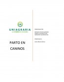PARTO EN CANINOS.