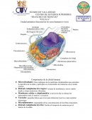Unidad anotamos funcional de los seres humanos (vivos)