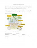 BIOTECNOLOGIA Y BIORREMEDIACION