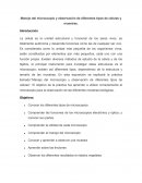 Manejo del microscopio y observación de diferentes tipos de células y muestras.