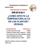 Como afecta la temperatura alta en las plantas? (Rosas)