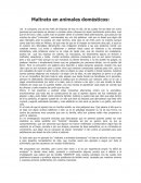 Maltrato en animales domésticos.