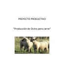 Proyecto productivo OVINO