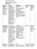 Musculos del cuello.