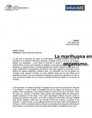 Efectos de la marihuana en el organismo