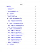 La agricultura se la describe como la actividad encaminada para proveer del sustento necesario para el hombre.