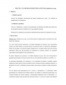 PRÁCTICA N°4 IDENTIFICACION DE STAPHYULOCOCCUS.