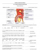 APARATO REPRODUCTOR MASCULINO.