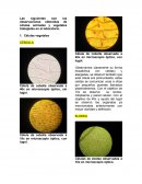 Informe 1 biologia II