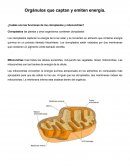Orgánulos que captan y emiten energía.