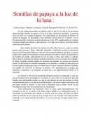 Semillas de papaya a la luz de la luna