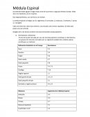 Medula espinal.
