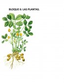 Planta de cacahuate (Arachis Hypogaea